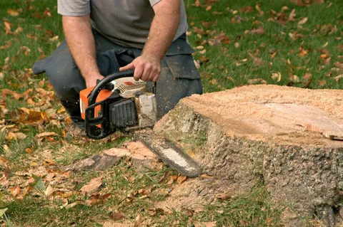 Best Time of Year to Schedule Tree Stump Grinding Work