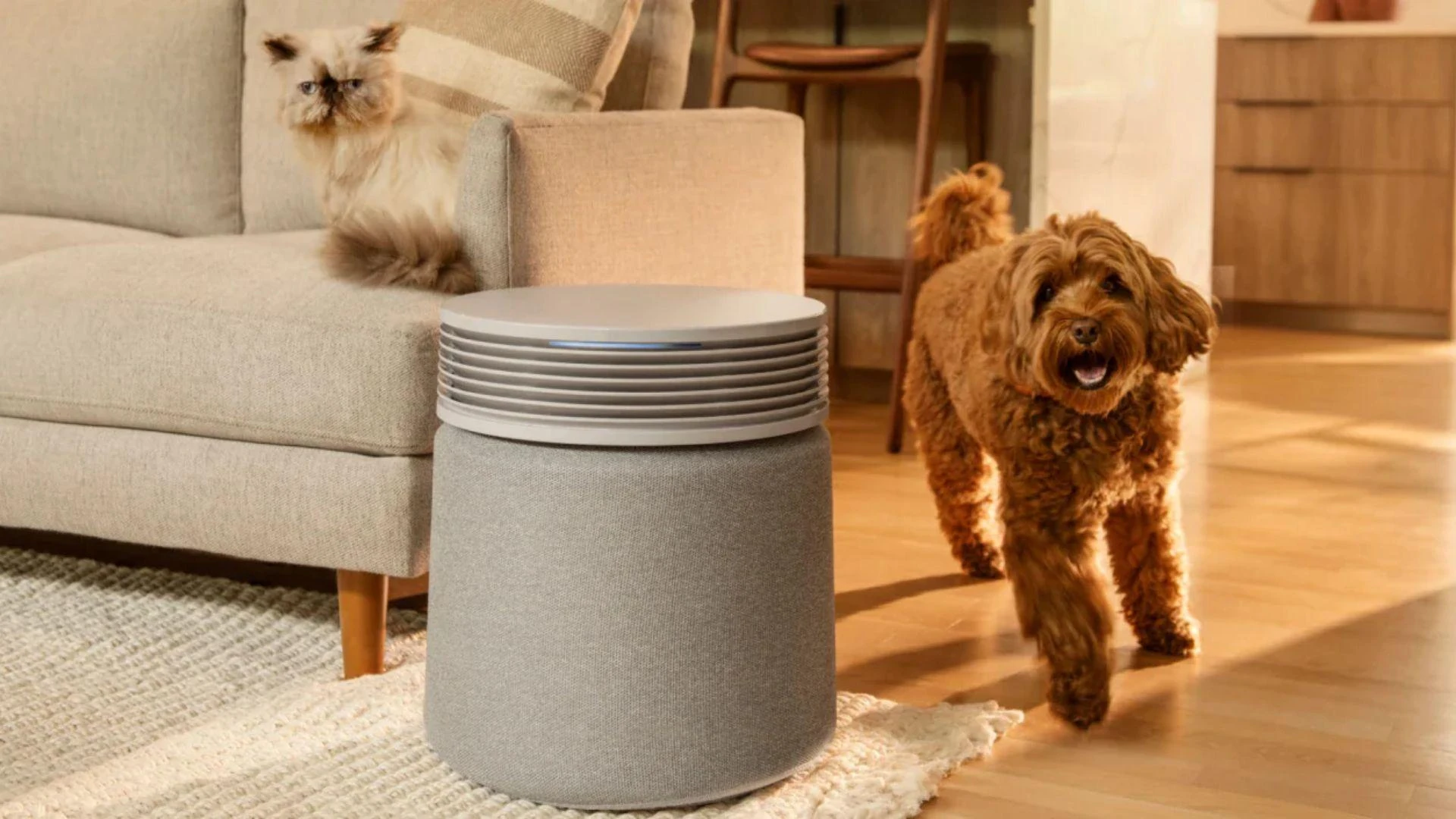 How to Choose the Best Air Purifier for Your Home