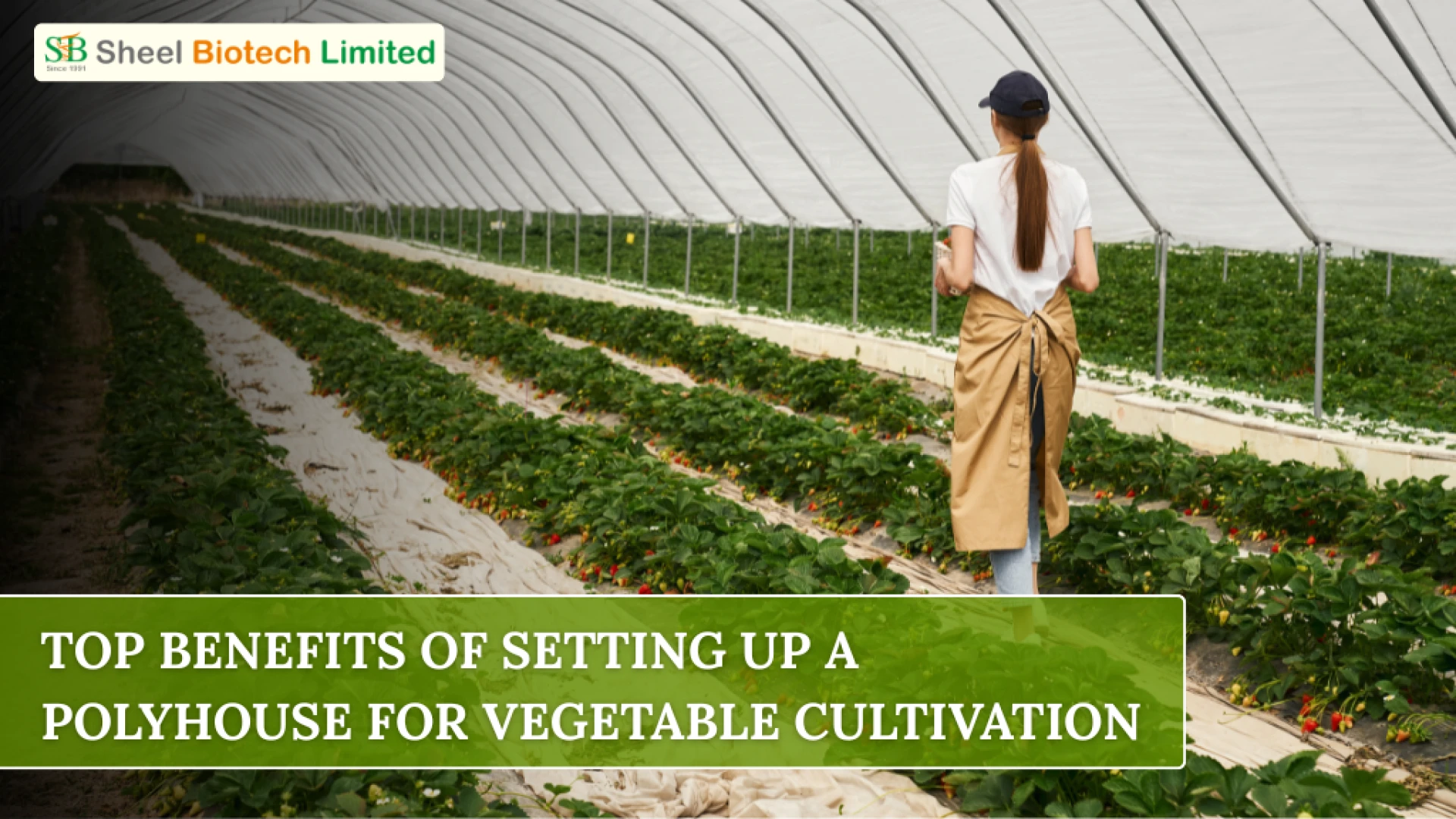 Top Benefits of Setting Up a Polyhouse for Vegetable Cultivation