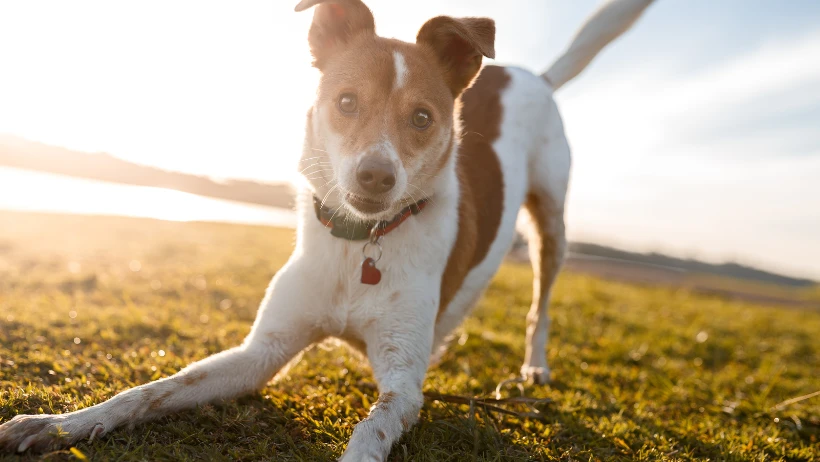 Understanding Why a Pet Joint Supplement Can Support Your Pet’s Daily Comfort