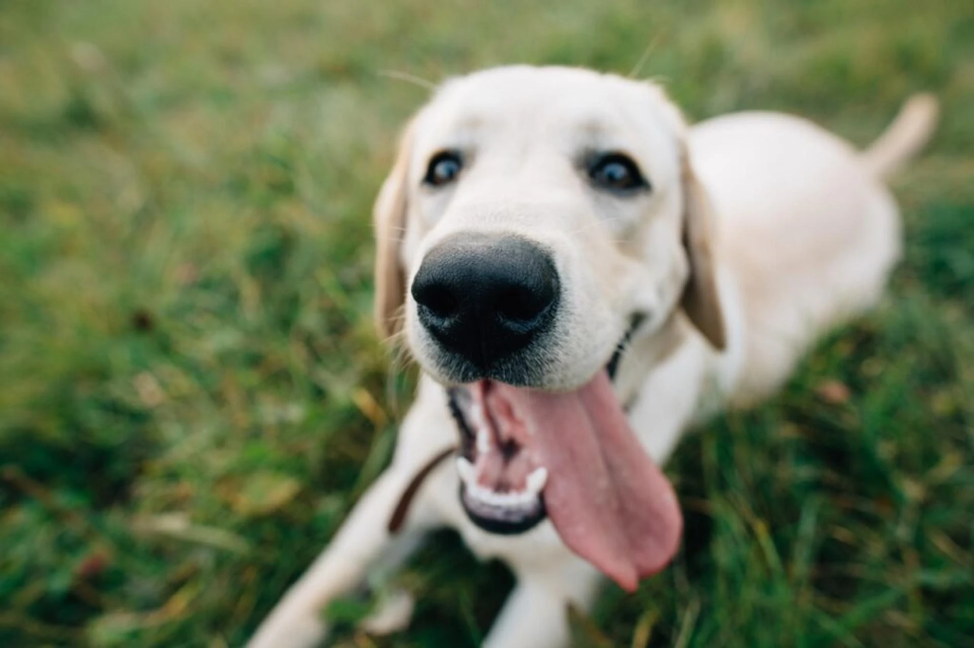 Residential Dog Poop Scoop Services in Denver: Ensuring Cleaner, Healthier Homes and Neighborhoods