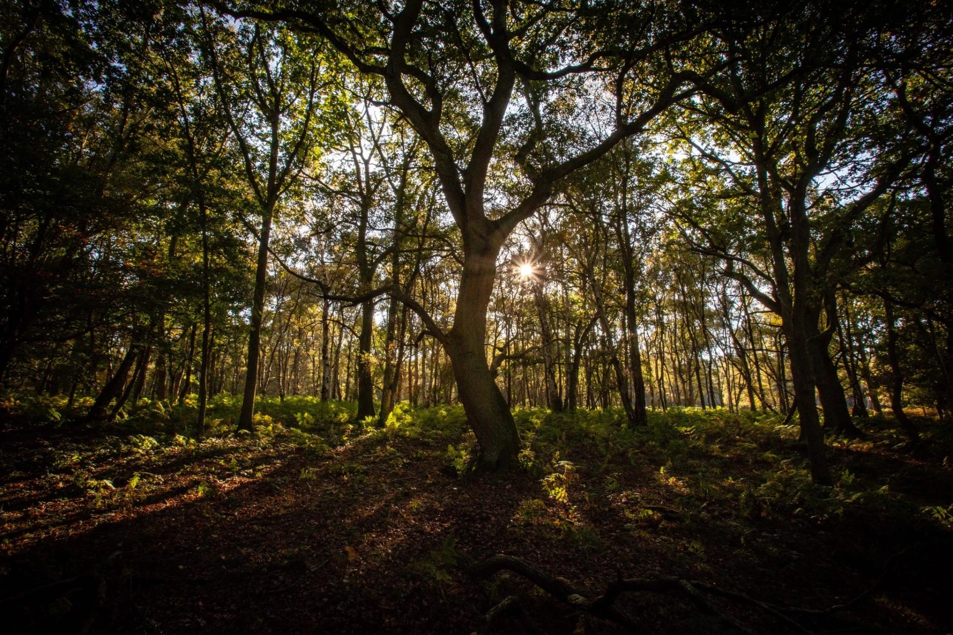 UK Family Tree Search – Discover Your Ancestral Story