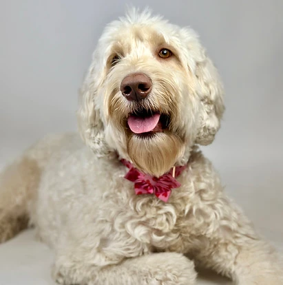 Why Choose Multi-Generational Australian Labradoodles in North Central Florida?