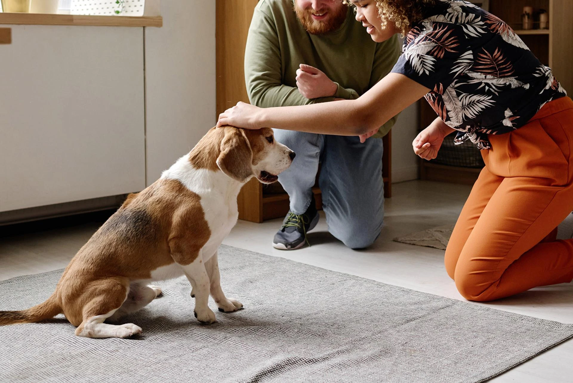 What to Know About In-Home Dog Training Long Island