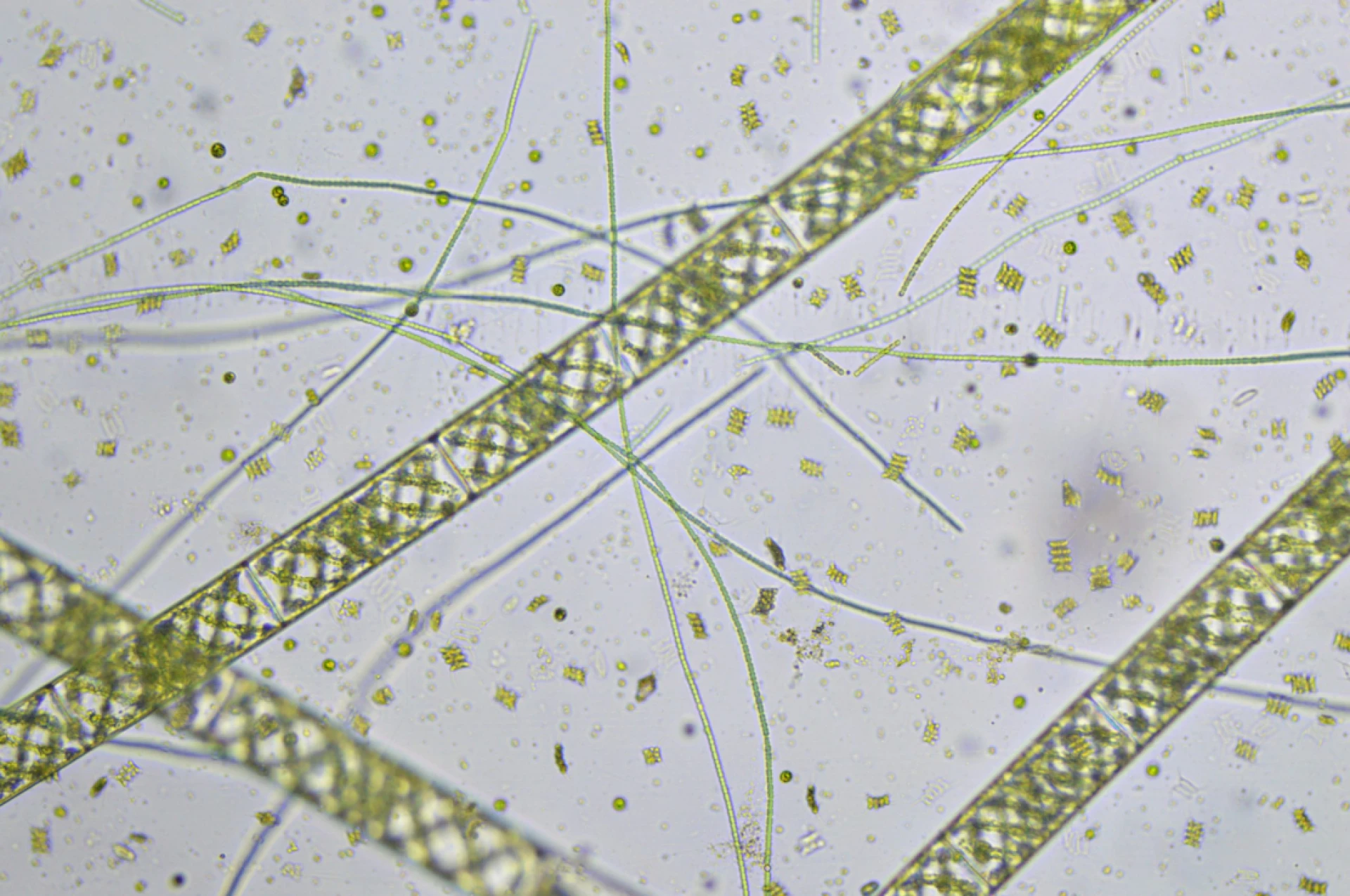 Algal Science Experiments: Constructing Simple Ecosystems in the Lab