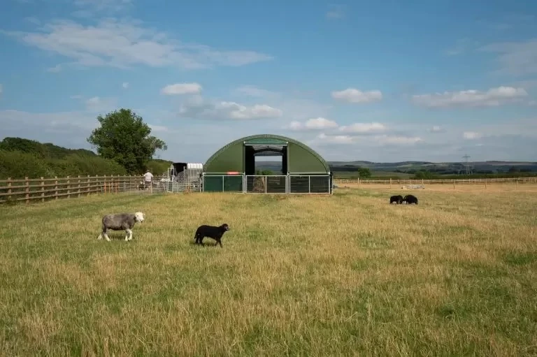 Premium Goat Housing Solutions for Healthy and Productive Herds