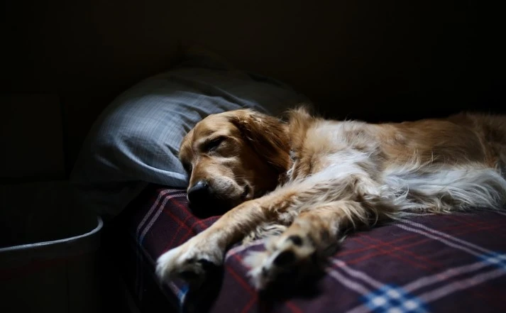 10 Essential Tips for Choosing the Perfect Overnight Pet Service: Safety, Comfort, and Care.