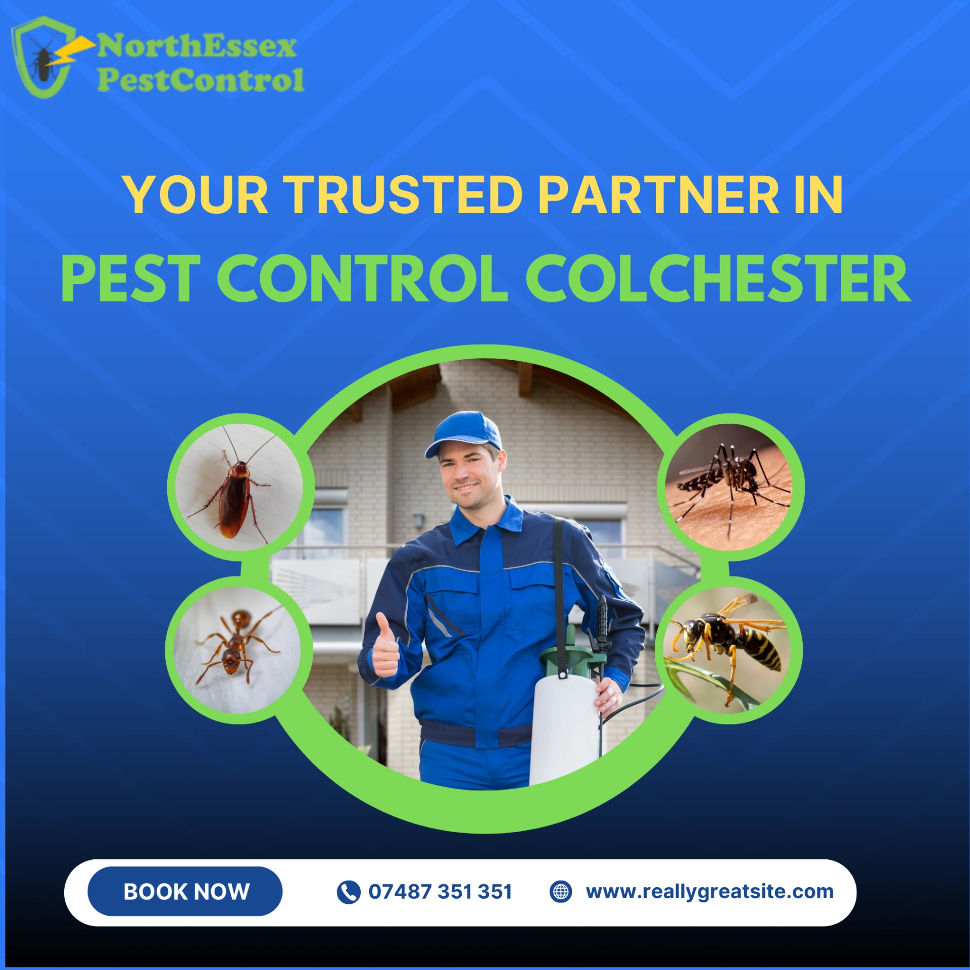 Squirrel Control Services in Essex – Safe, Humane & Long-Term Solutions