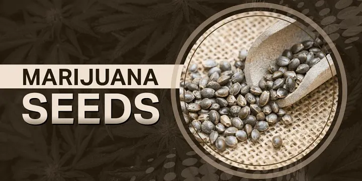 ​​Seed to Plant Lifecycle: Understanding Marijuana Growth Stages