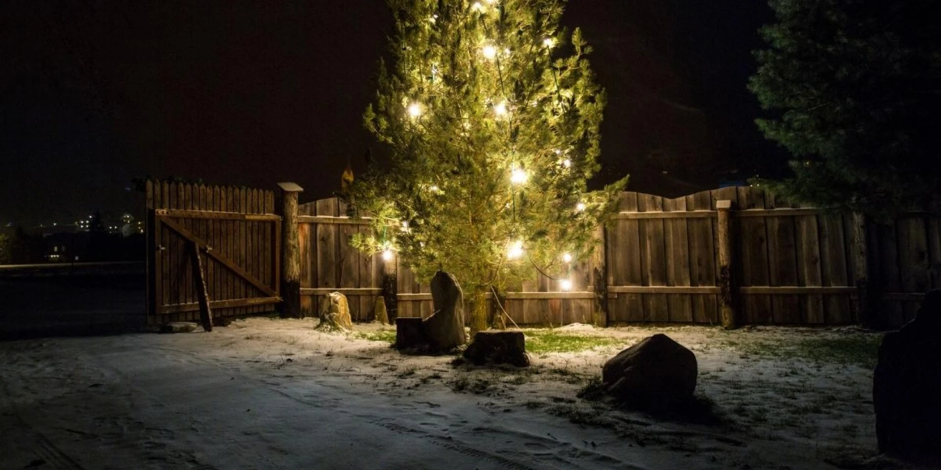 How Tree Stump Removal Helps Protect Your Yard During the Holiday Season
