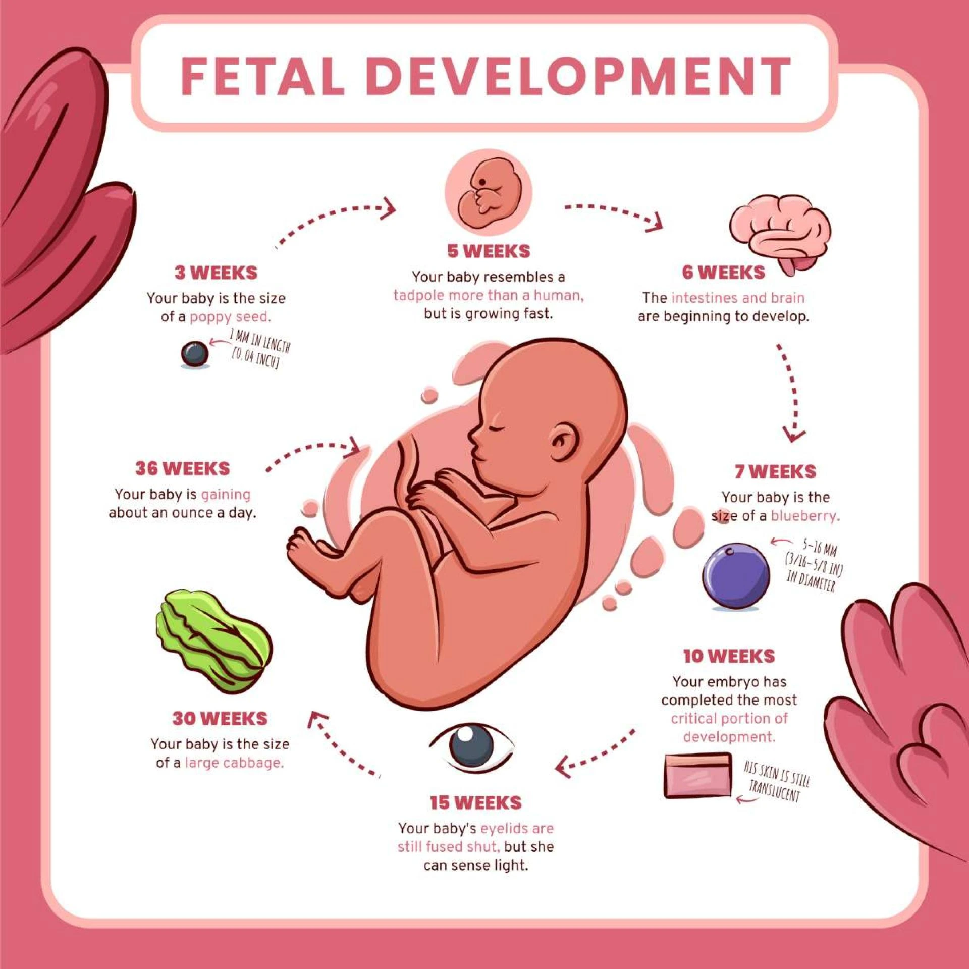 Understanding Pregnancy Month by Month: A Guide for Expecting Mothers