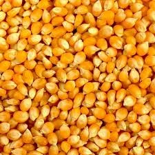Trusted Source for Premium Non-GMO Corn Exports from India