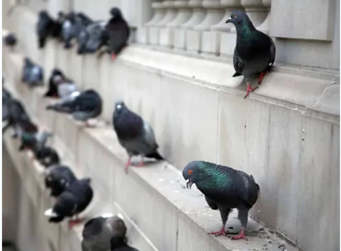 Bird Control