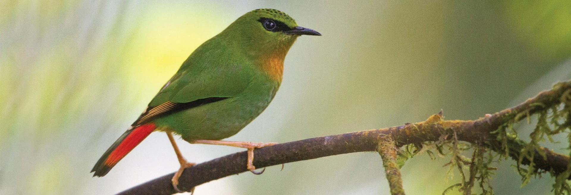 Northeast Birding Tour: Why Arunachal Birding Is a Paradise for Rare Species