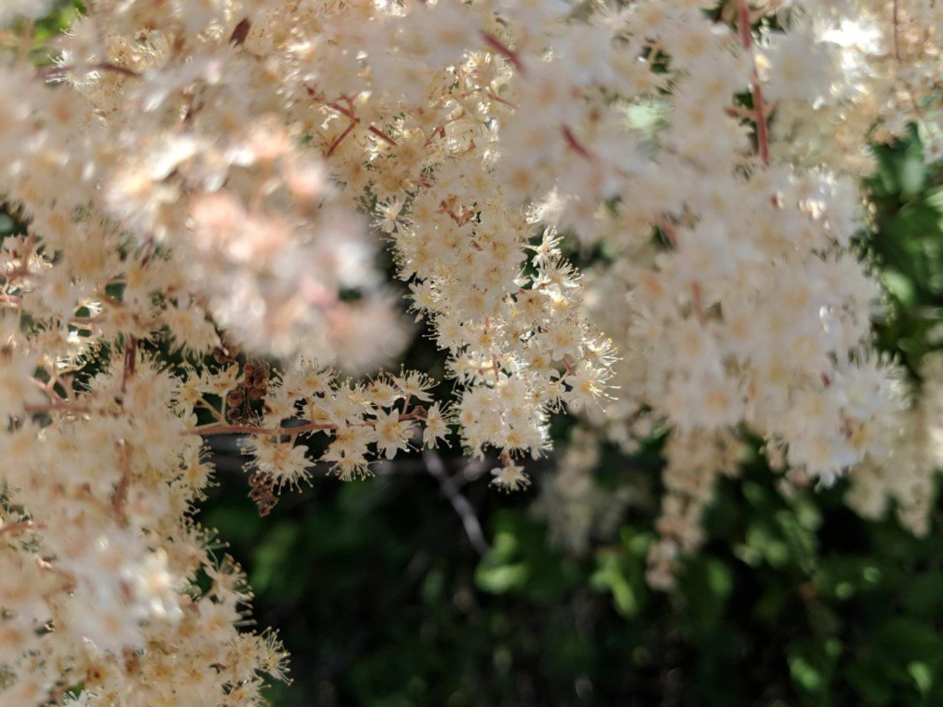 The Power of Lineage: Why the Teacher’s Voice Matters in Your Practice