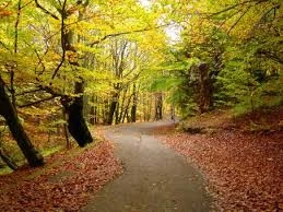 The Power of Morning Routines: How Intentional Starts Shape Productive and Balanced Lives