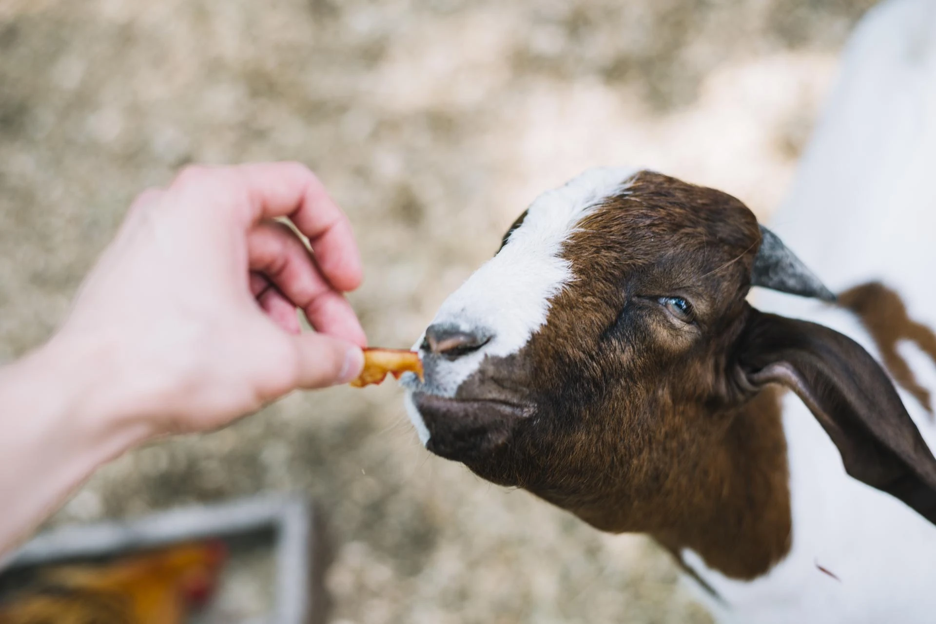How Do Hyaluronic Acid Benefits Support Livestock Wellness?