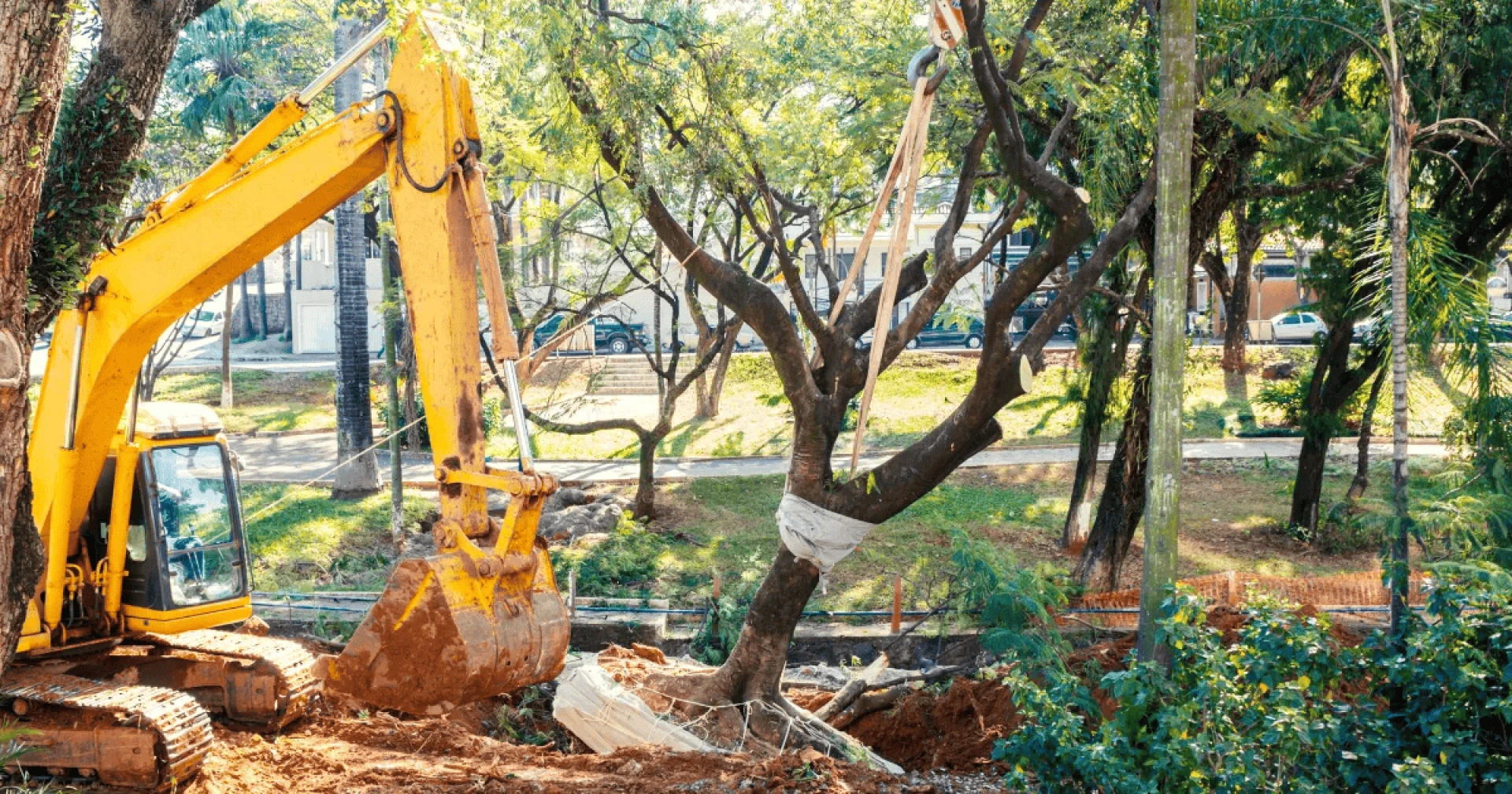 10 Tree Services Homeowners Forget to Book