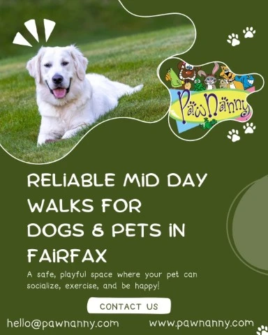 The Benefits and Importance of Mid-Day Pet Walks.
