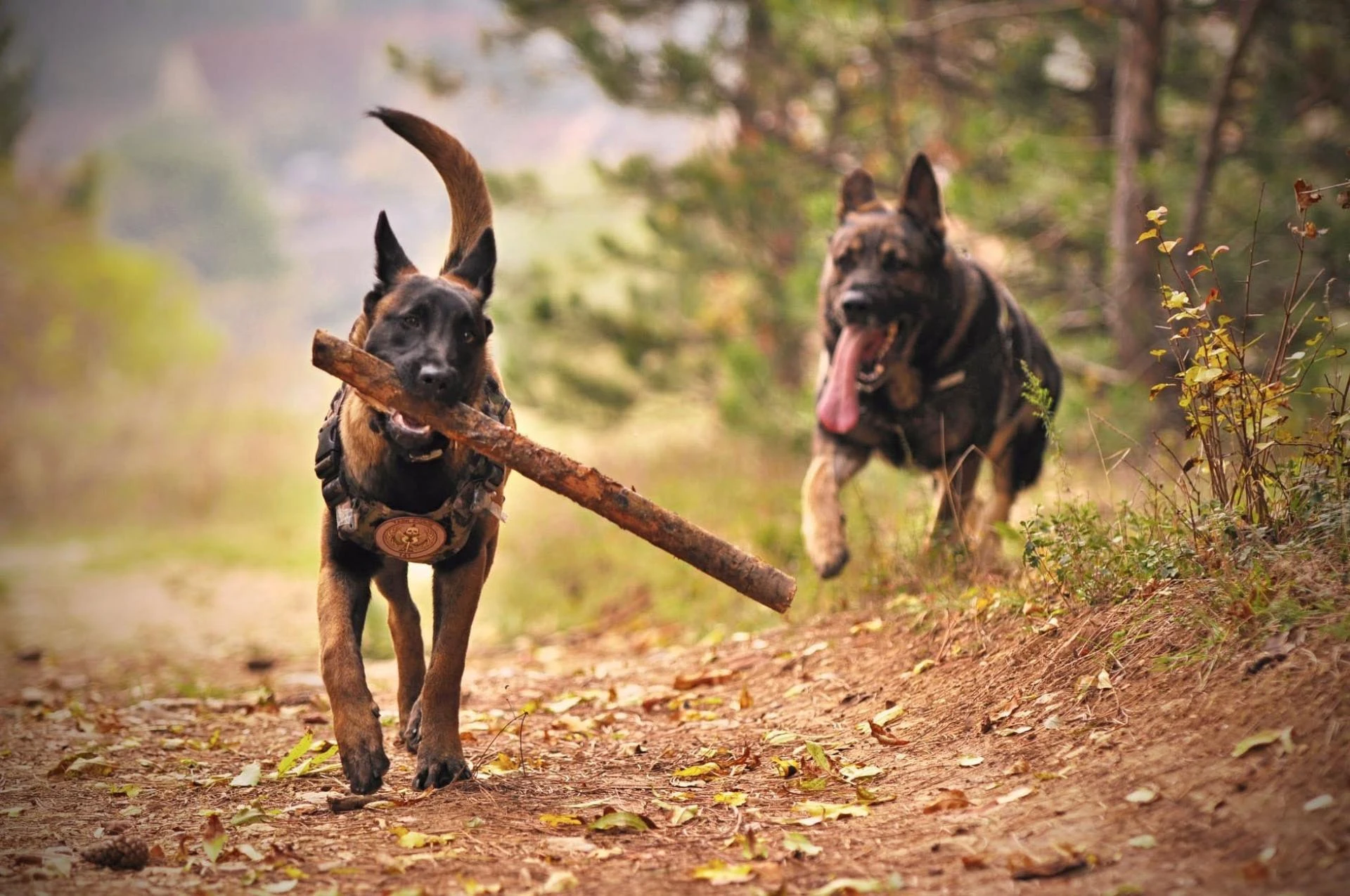 Professional Dog Training Services in Tulsa, Oklahoma