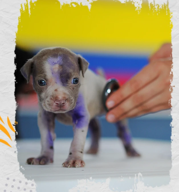 Compassion in Action: Building a Humane Future for Animals