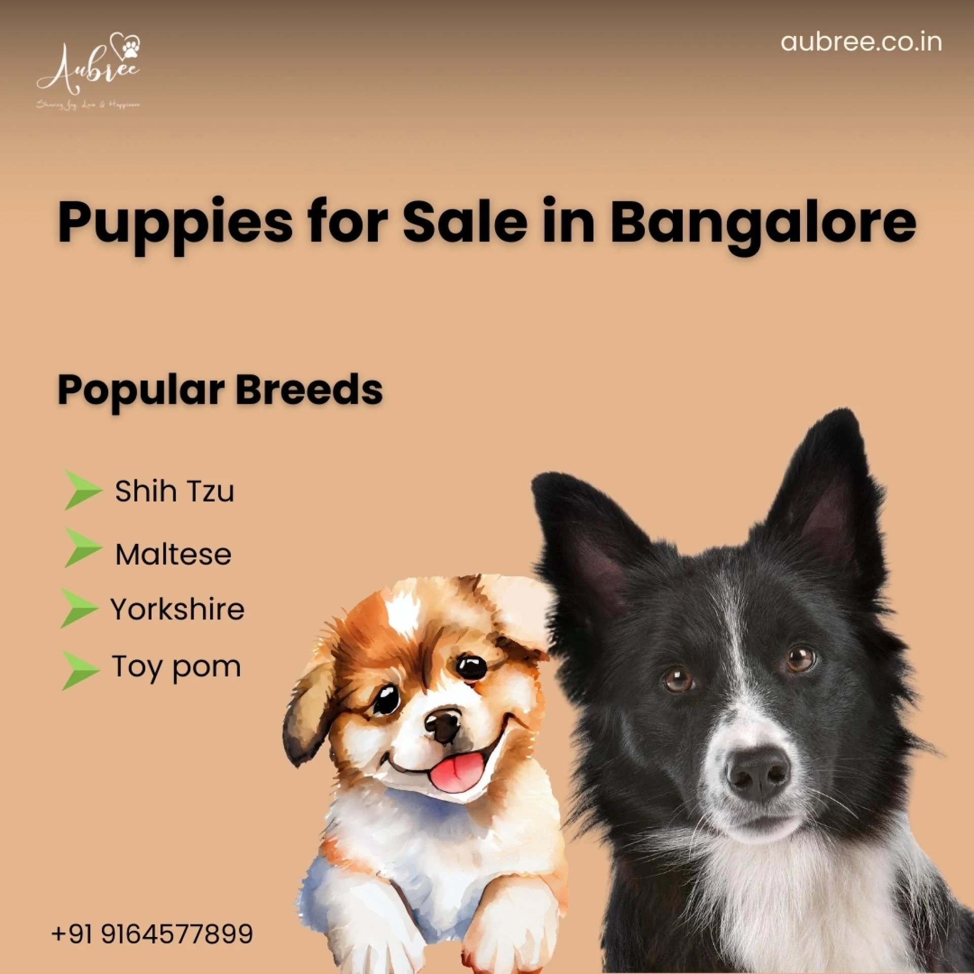 The Ultimate Guide to Finding Healthy Puppies for Sale in Bangalore: Why Ethical Breeding Matters