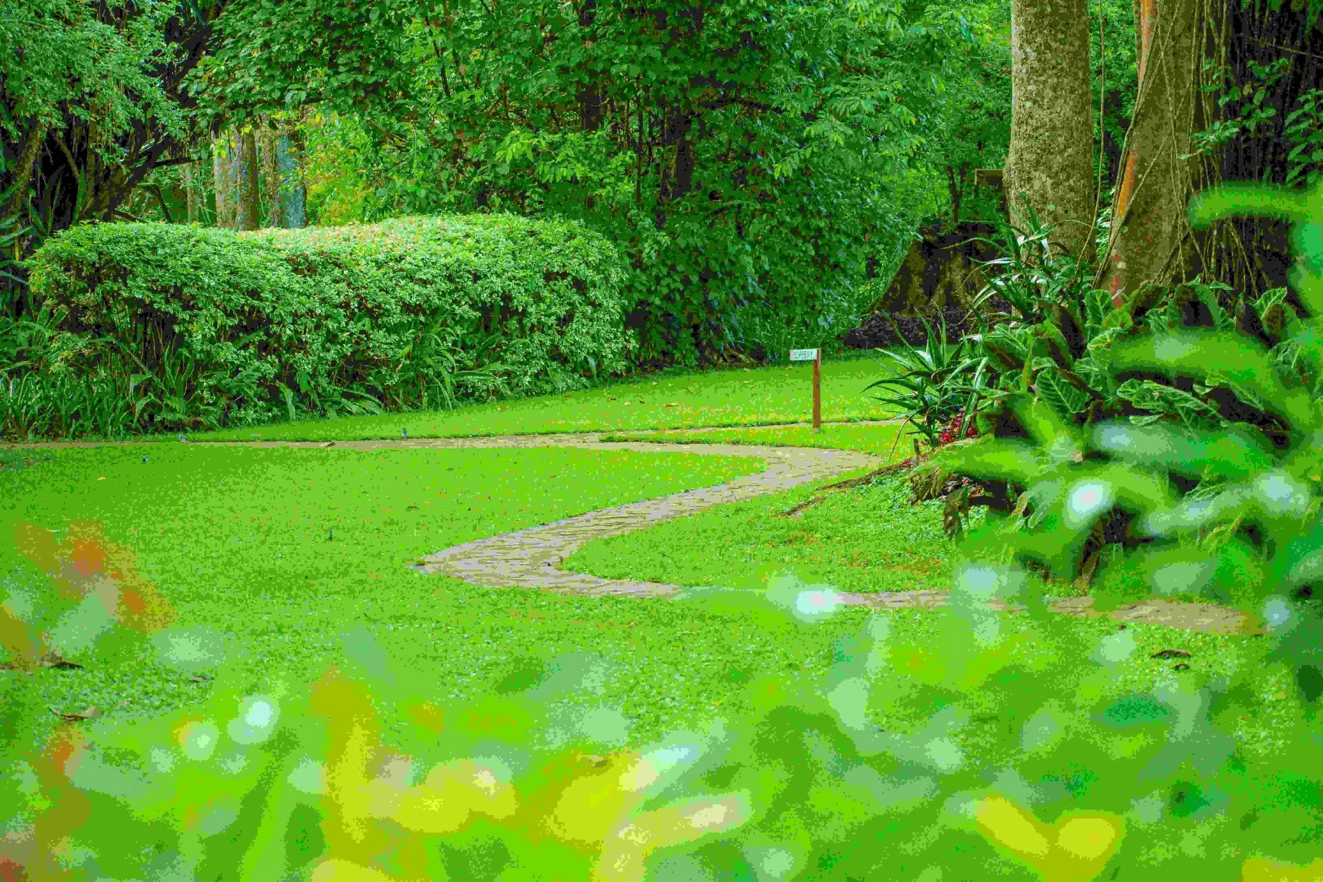 5 Ways Planting Trees Can Improve Your Yard In Zachary, LA