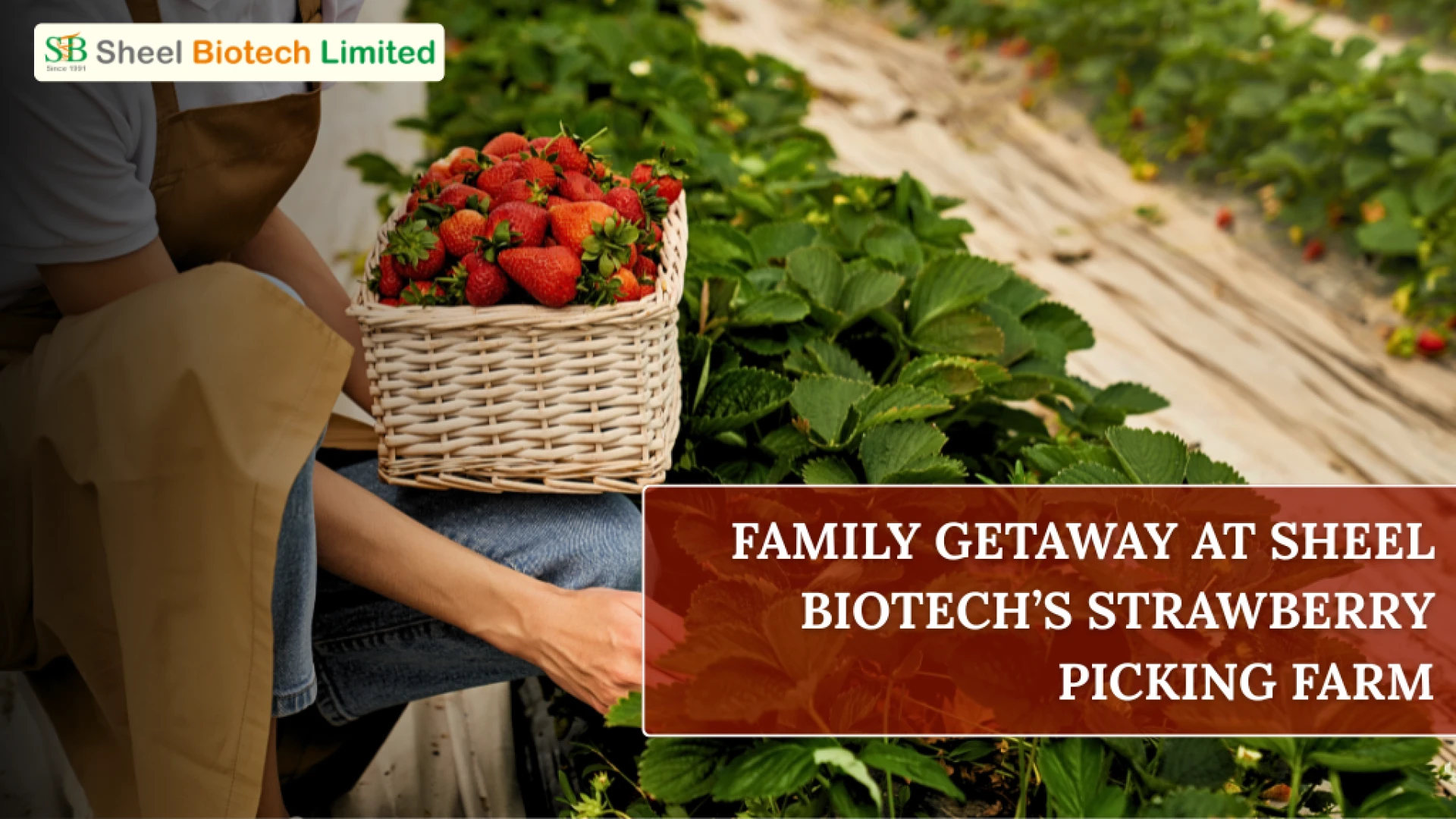 Family Getaway at Sheel Biotech’s Strawberry Picking Farm