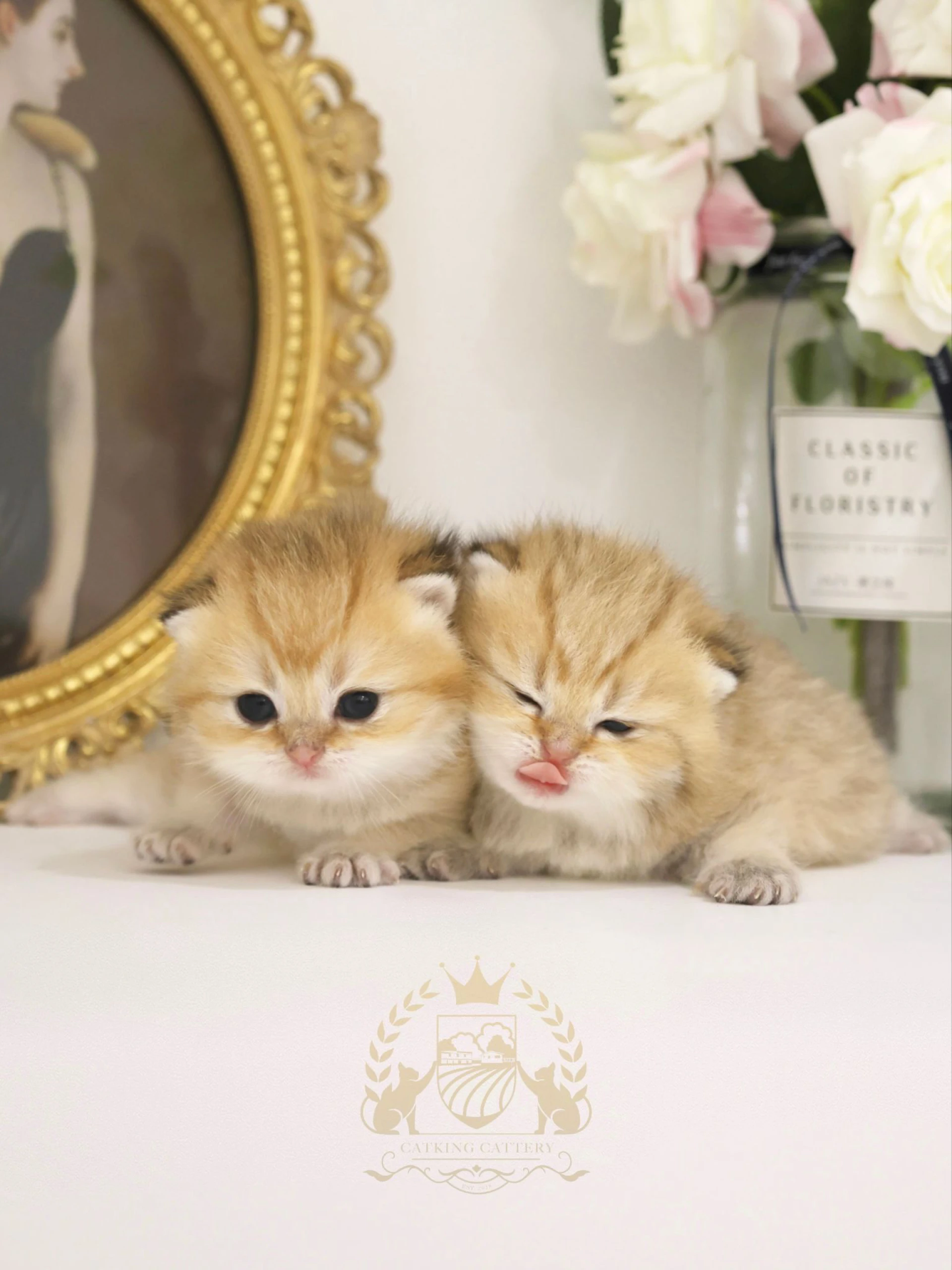 What Every New Cat Owner Should Know About Kitten Vaccinations