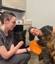 When to Call an Emergency Veterinarian For Treatment 