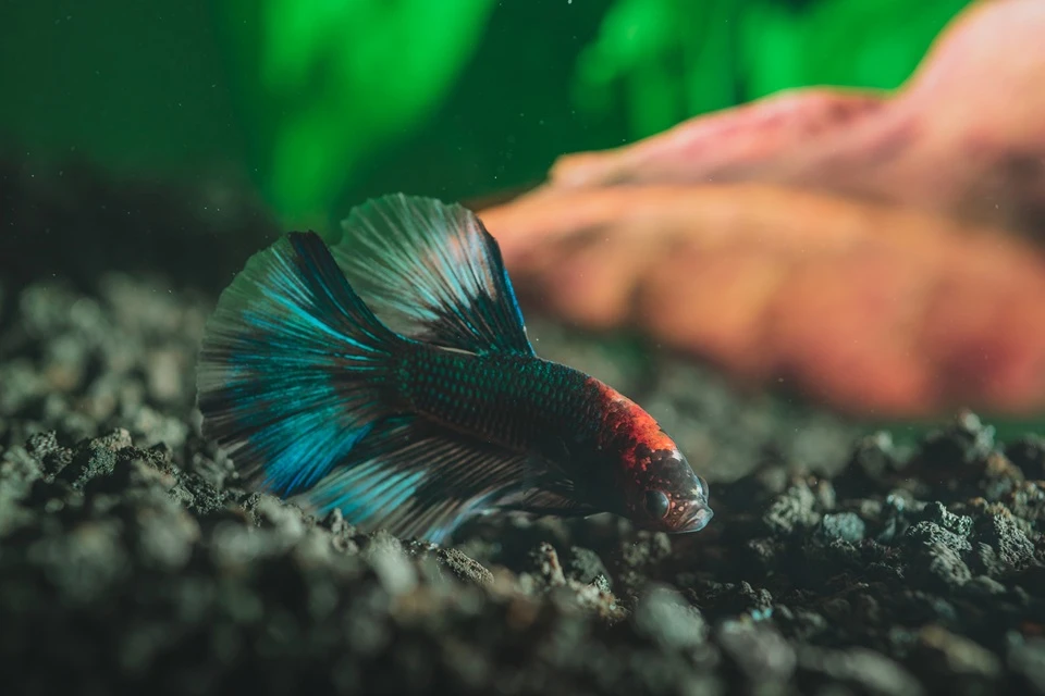Finding High-Quality Guppies in Canada: What Online Buyers Should Know