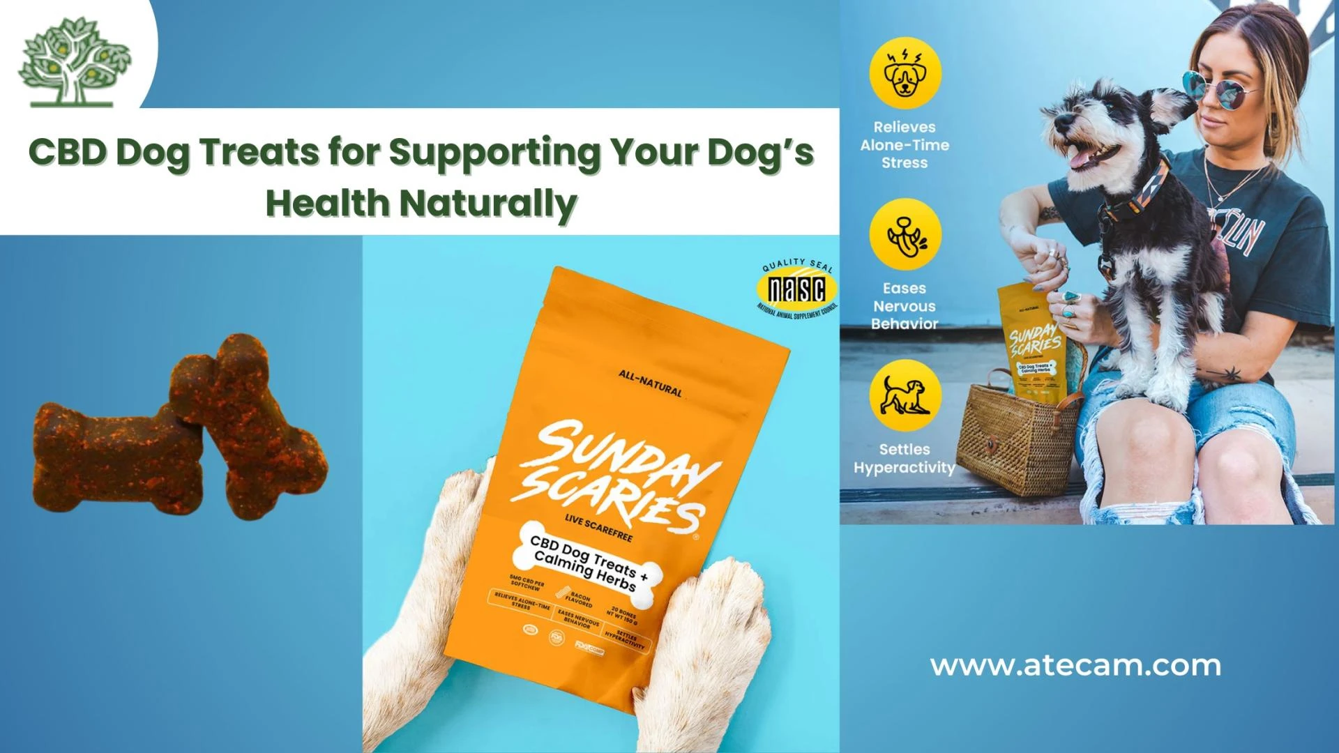 Best CBD Dog Treats for Supporting Your Dog’s Health Naturally