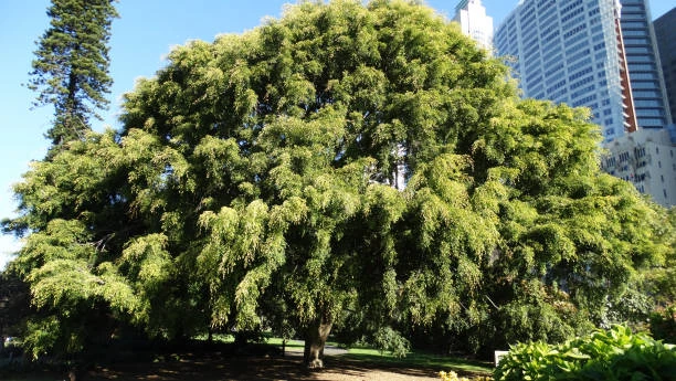 Are Weeping Elm Trees Drought-Tolerant? Care Tips for Australian Conditions