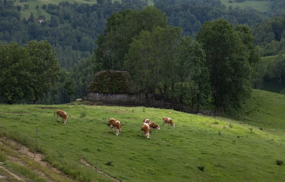  What “Pasture‑Raised” Really Means — And Why It Matters