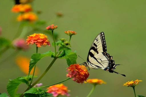 Where to Buy Butterflies That Arrive Ready for Release