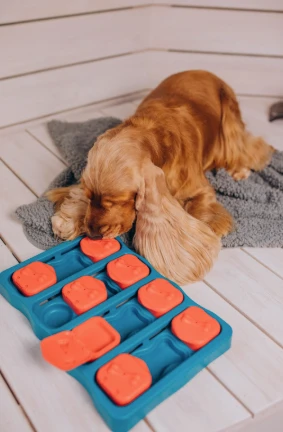 Keeping Your Pet's Mind Sharp: The Essential Guide to Puzzle Pet Toys
