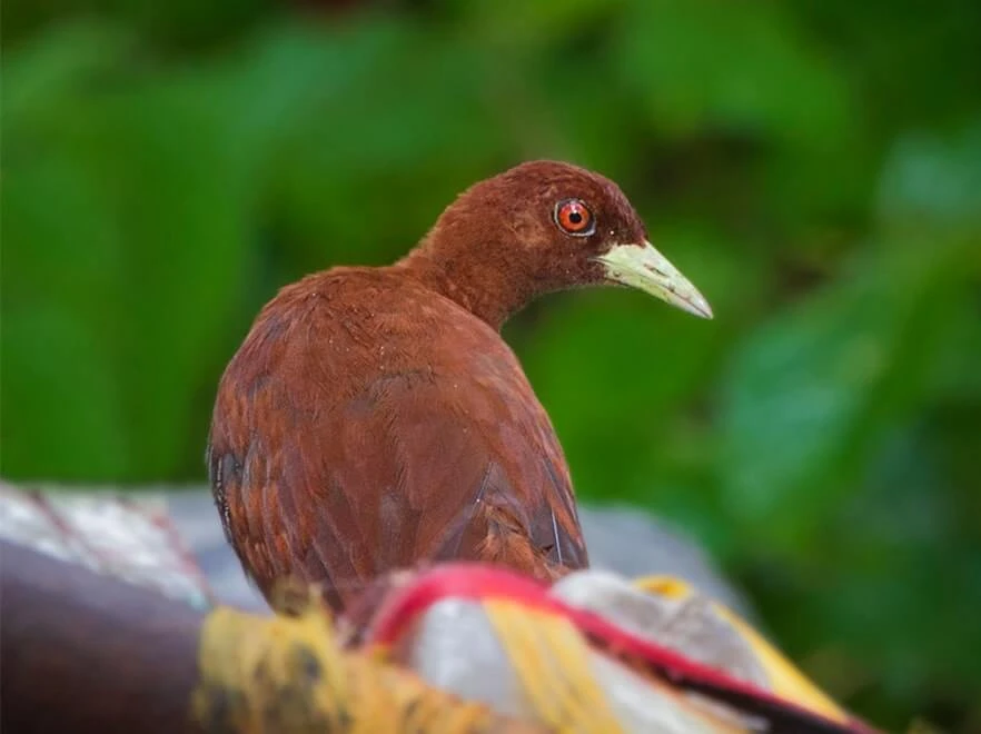 Bird Watching in Andaman: Witness India’s Exotic Bird Diversity