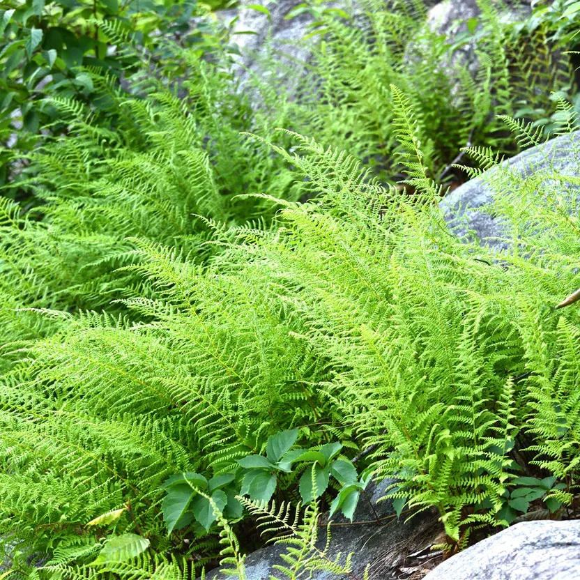 Top 10 Ferns for Shady Gardens