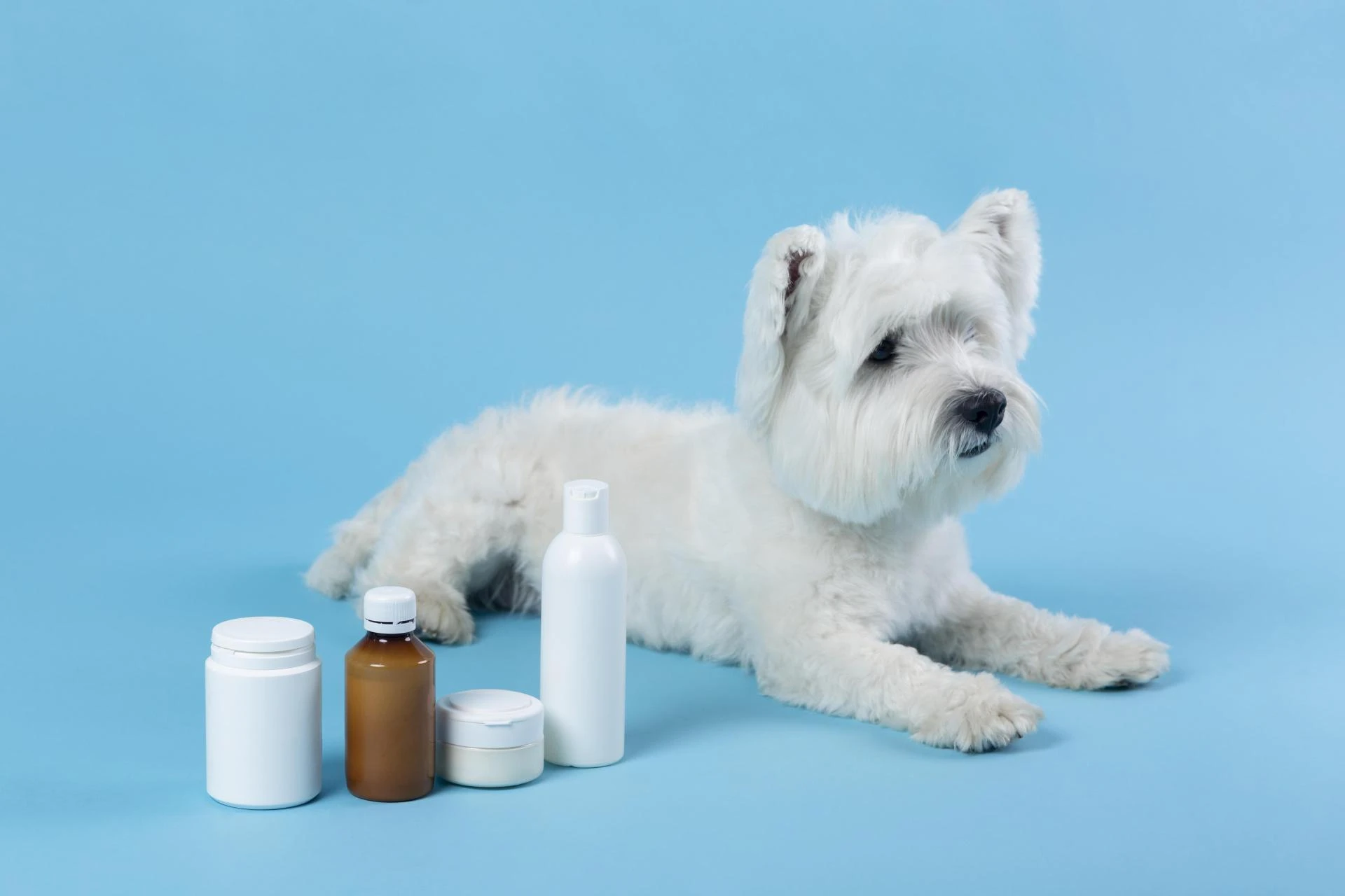 When to Introduce Omega 3 Fatty Acids for Dog Joint Care