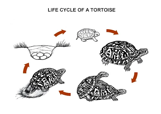 Factors Affecting the Tortoise Life Period You Should Know