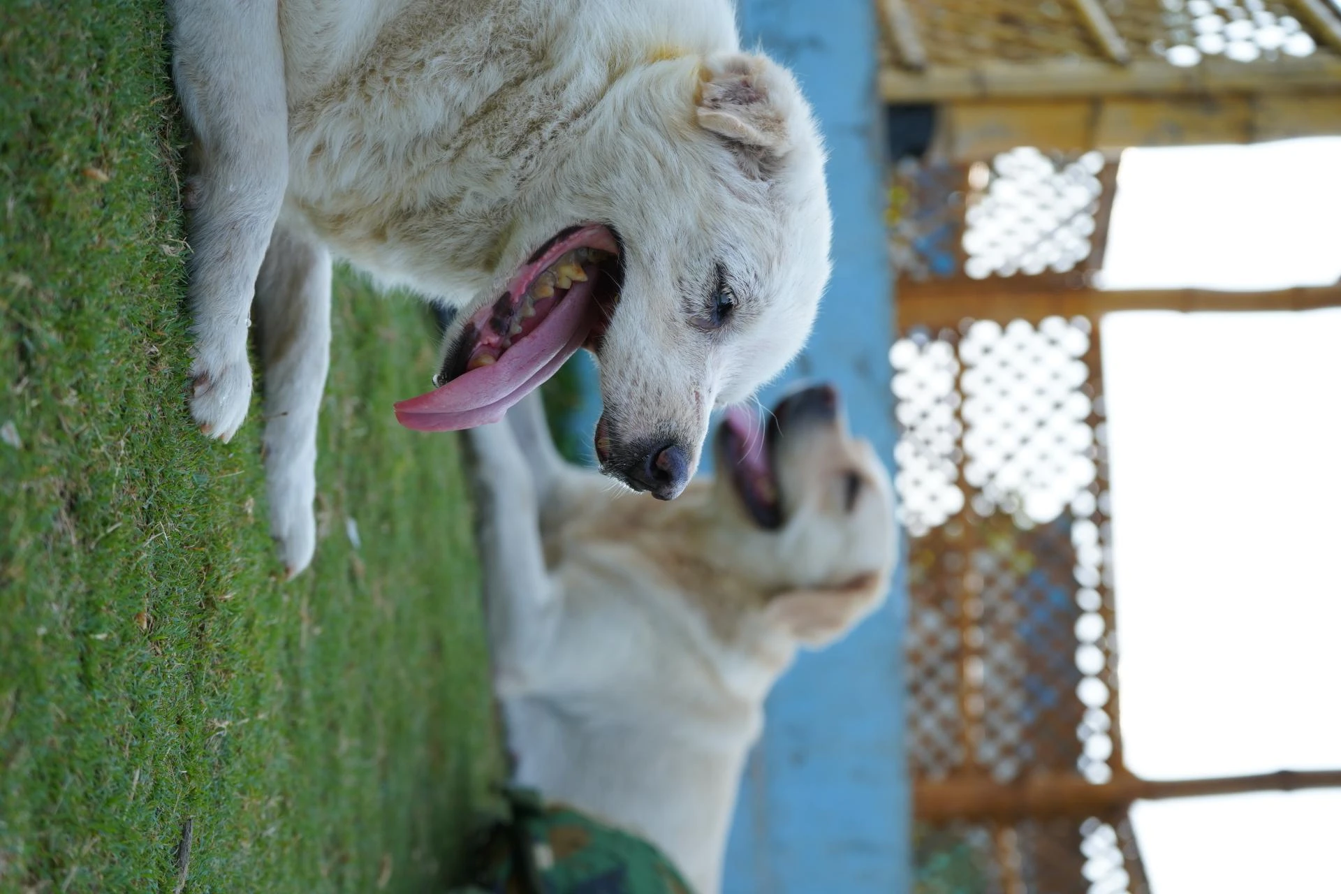 Dog Shelter Near Me: A Lifeline for Abandoned and Rescued Dogs