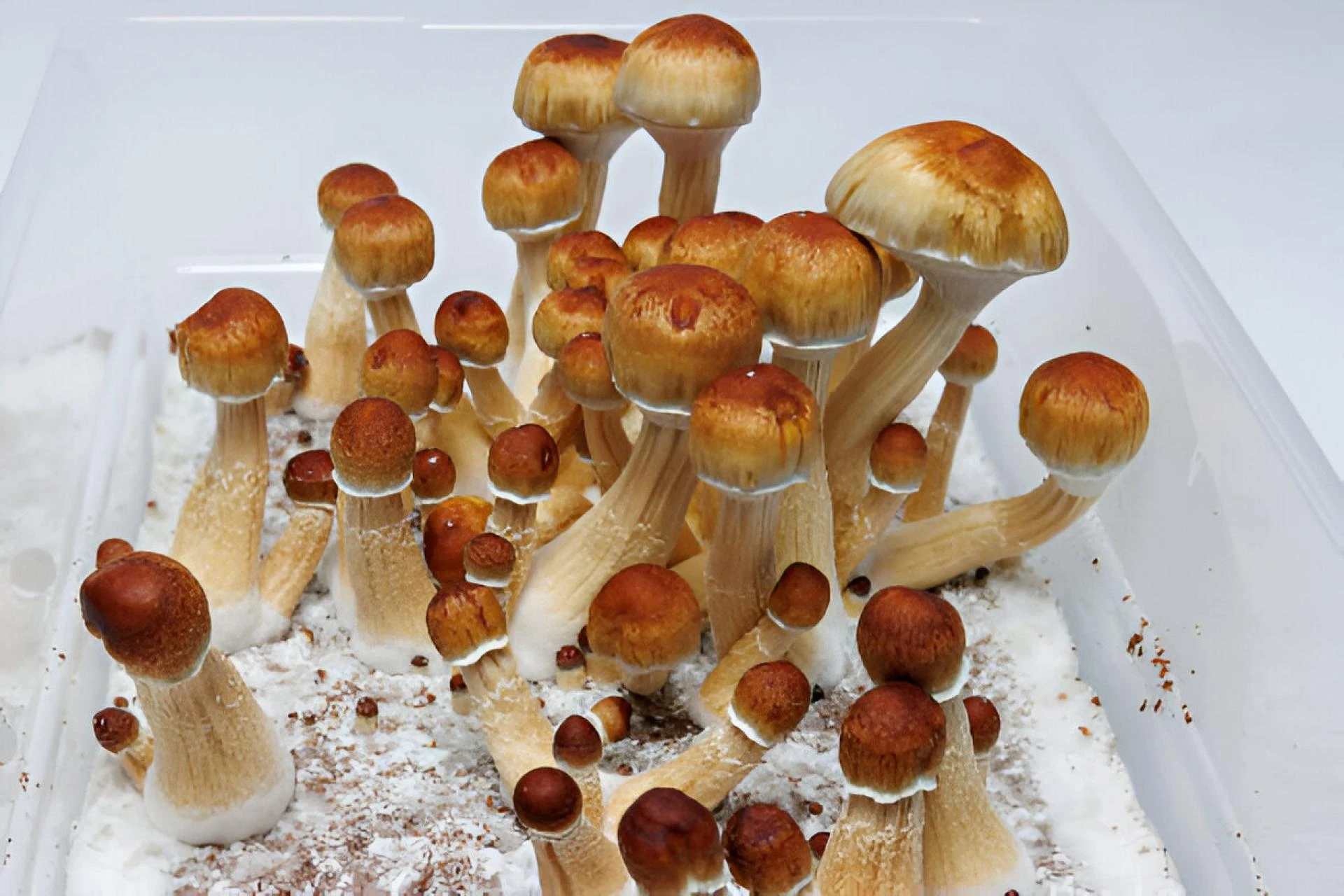 What Are Common Mistakes When People Buy Magic Mushroom Spores Online?
