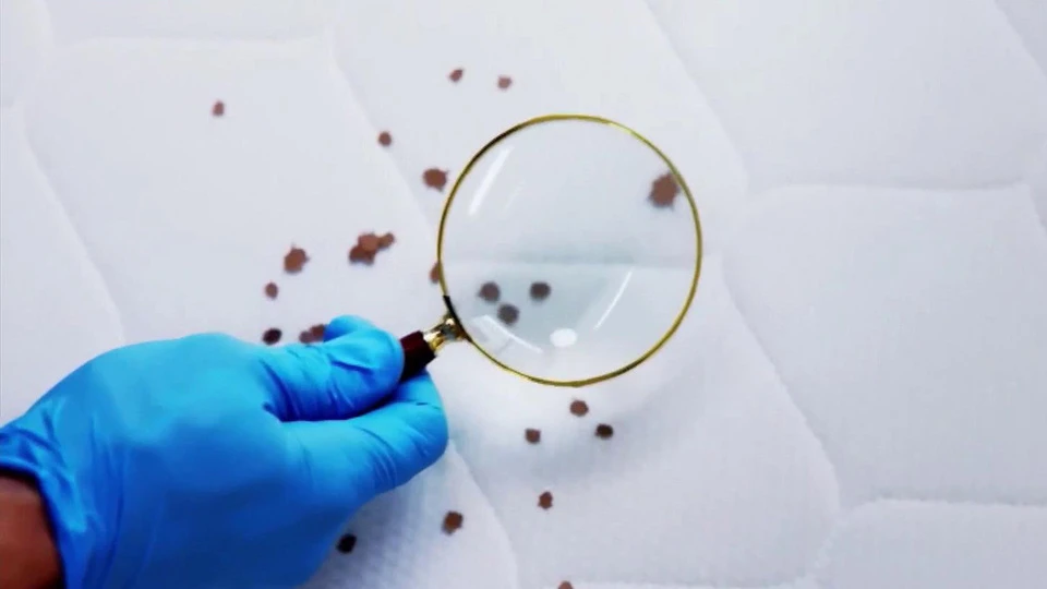 Bed Bug Control Company: The Complete Guide to Professional Bed Bug Removal and Prevention