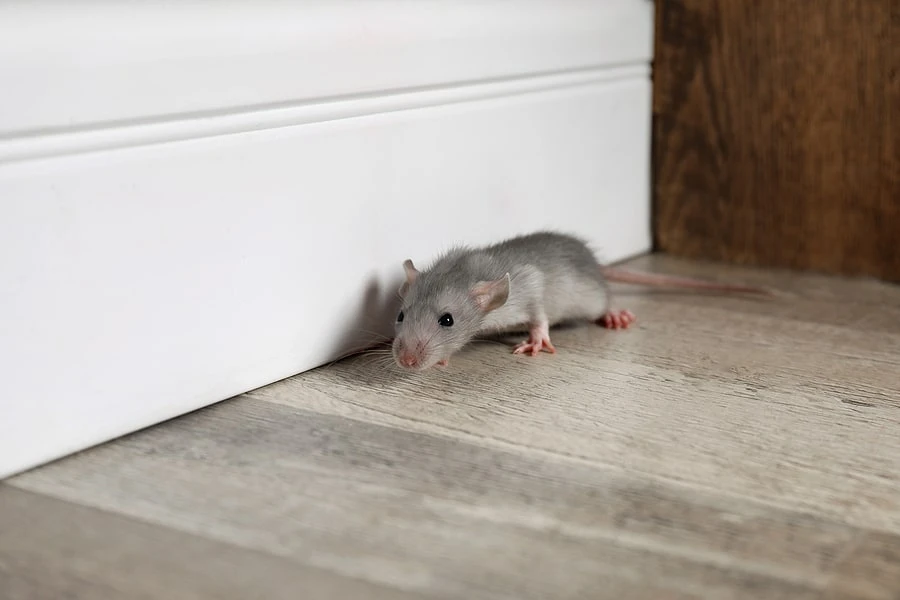Professional Bed Bug Extermination: Why DIY Always Fails