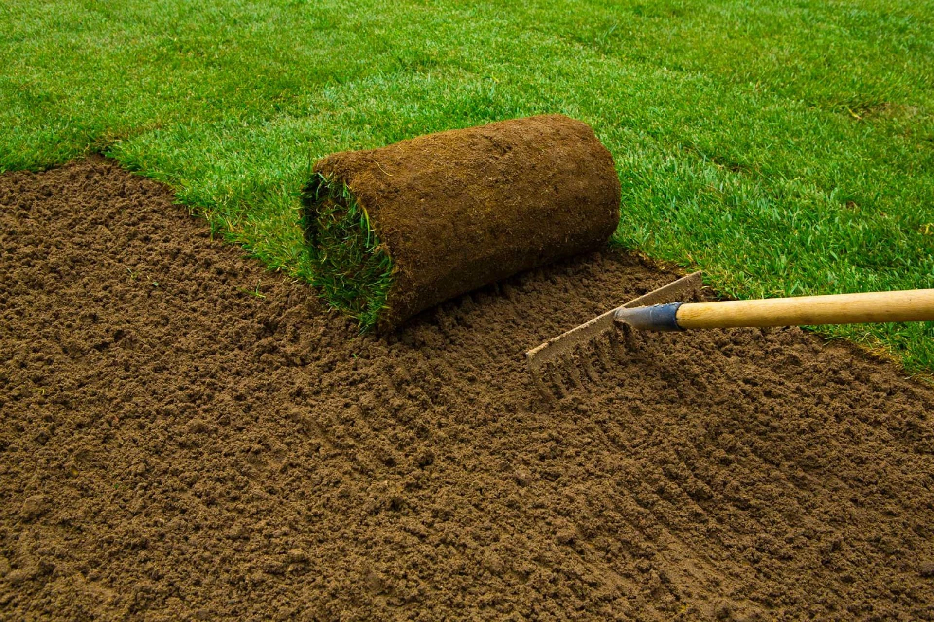 Common Lawn Problems and How to Fix Them Quickly