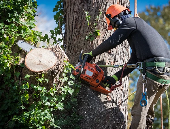 How Tree Removal Services Improve Property Safety