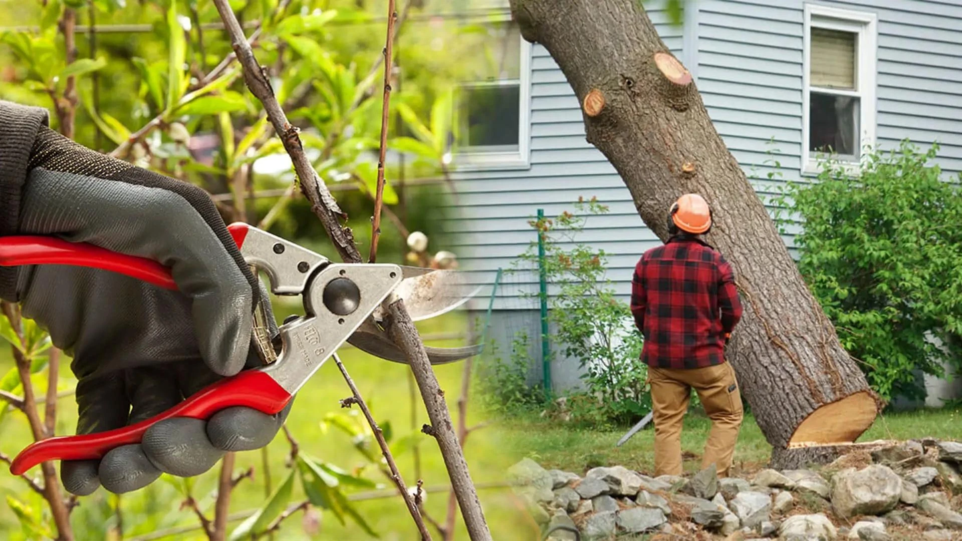 When and Why You Need Professional Tree Removal Services