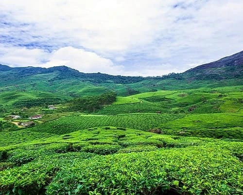 GUÍA DE VIAJE DE MUNNAR: EL PARAÍSO VERDE DE KERALA CON SUR DE LA INDIA