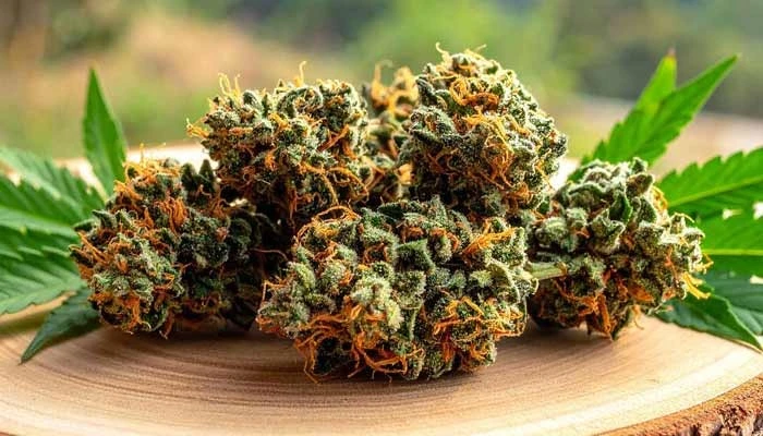 The Herb Rediscovering the Power of Nature in a Modern World