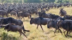 How to Go on Safari in Kruger National Park